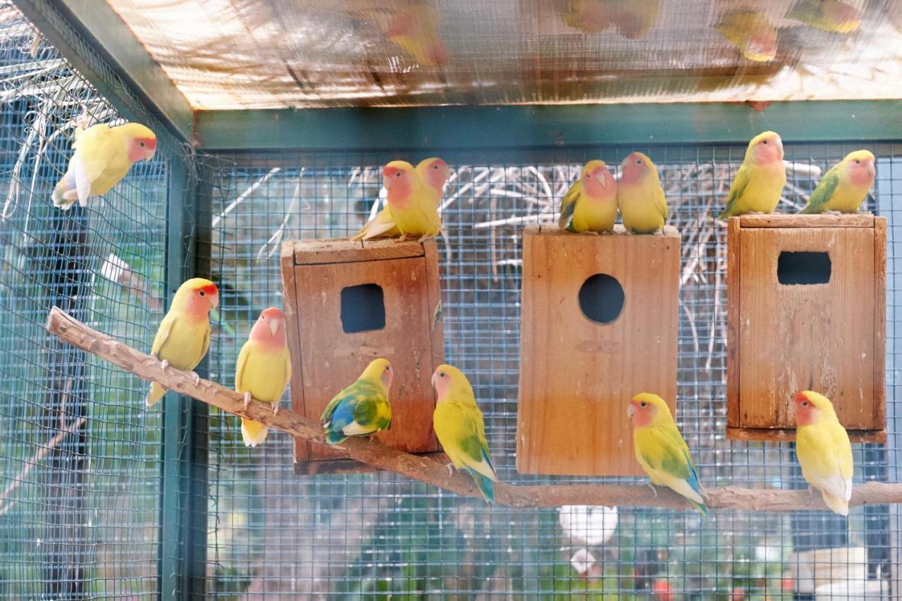Dar Ayniwen Garden Hotel & Bird Zoo Marraquexe Exterior foto